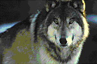 wolf_anim.gif image by amwildone