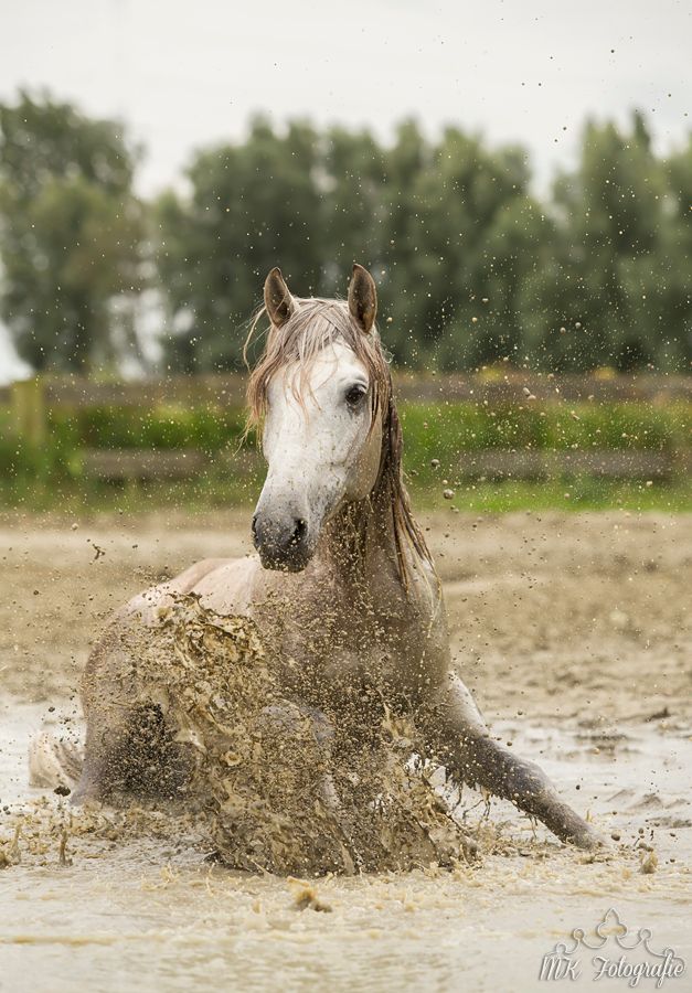 Fotografie