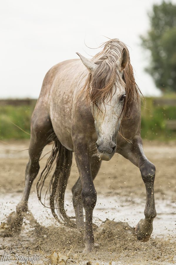 Fotografie