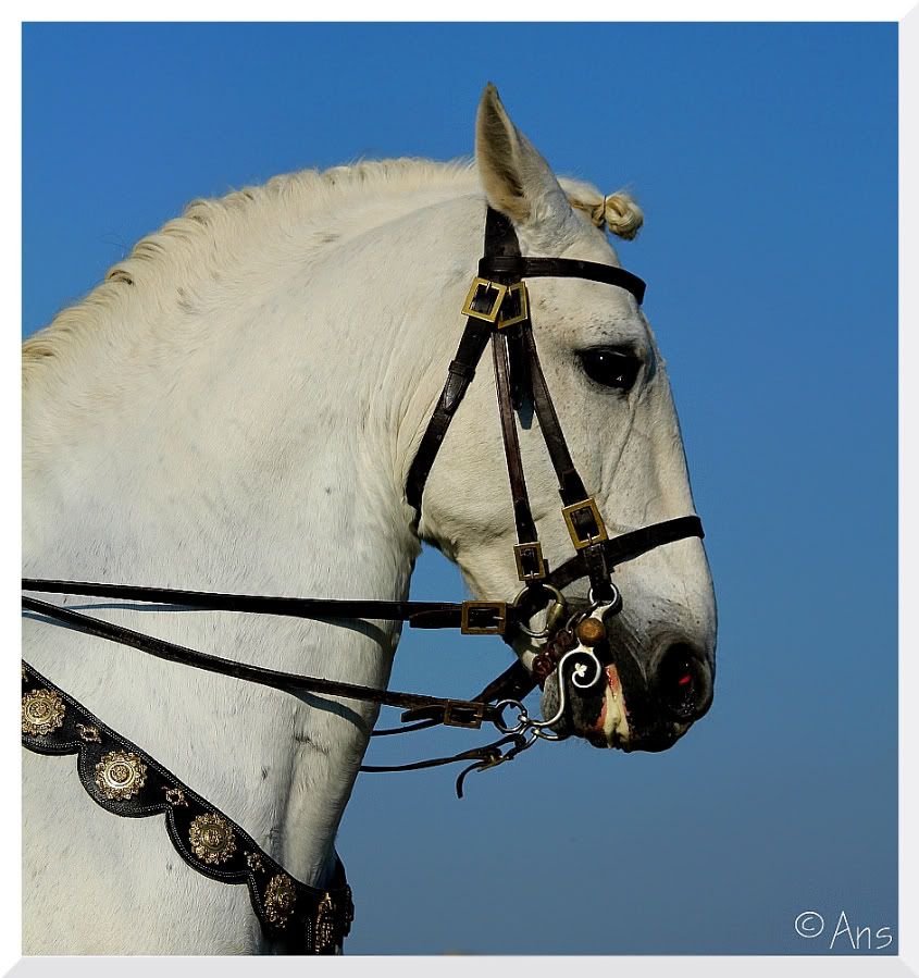 Fotografie