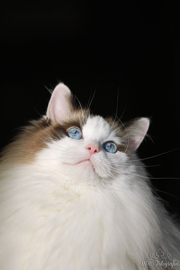 Fotografie