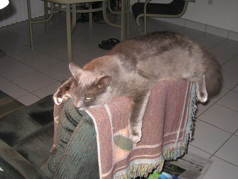 Flat Cat