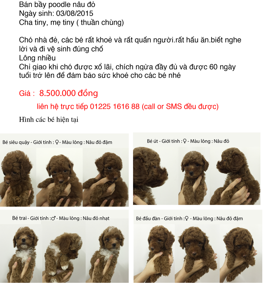 Bán các bé Poodle tiny thuần chủng