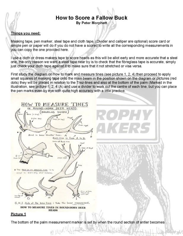 how-to-measure-a-fallow-deer