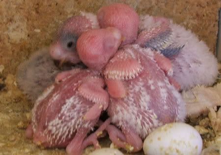 Budgie Babies