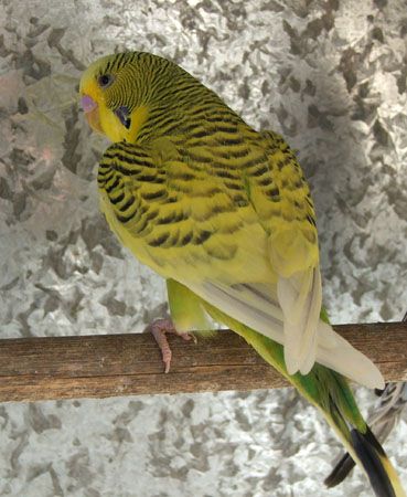 av3029x.jpg