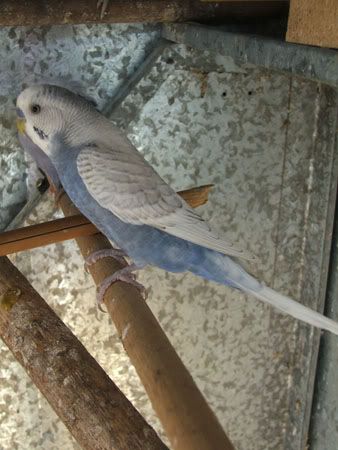 aviaries3010x.jpg