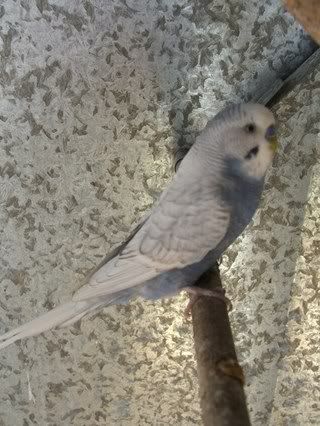 aviaries3035.jpg
