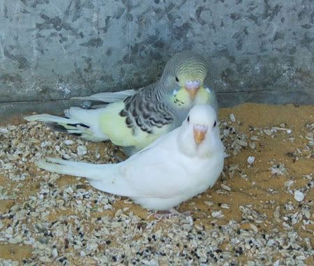 birds4088x.jpg