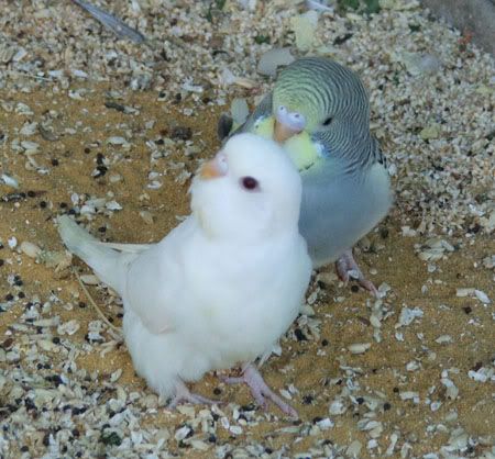 birds4097x.jpg