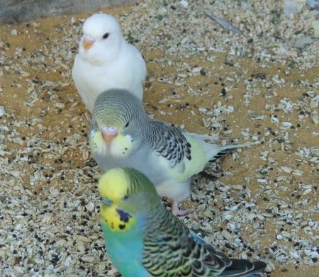 birds4105x.jpg