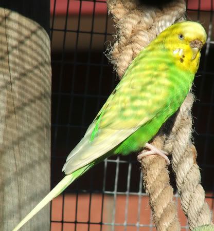 birds7066x.jpg