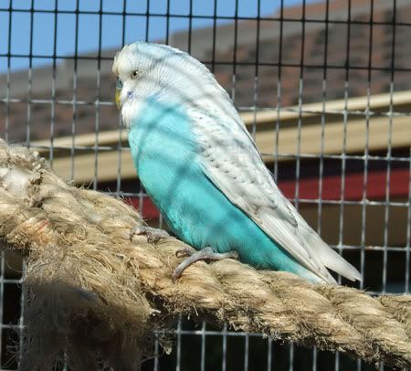 birds8012x.jpg