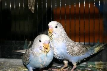 budgie.jpg