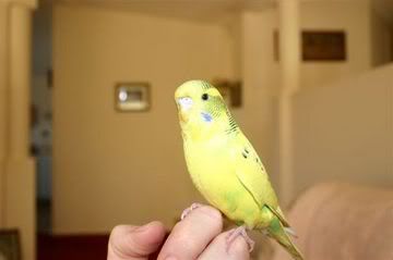budgie001.jpg