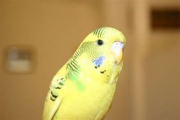budgie002.jpg