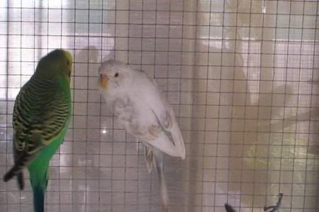budgieaddict.jpg