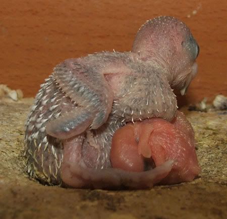 Budgie Babies