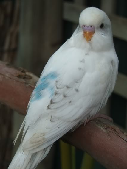 nerwen052.jpg