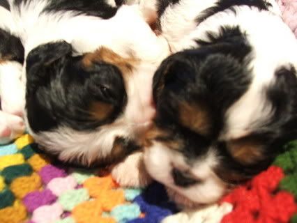 puppies070.jpg