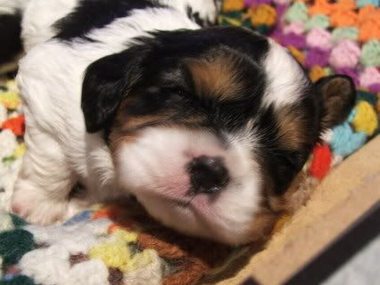 puppies086.jpg