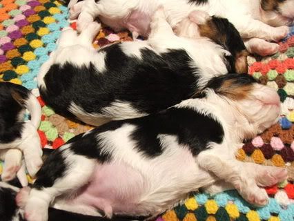puppies092.jpg