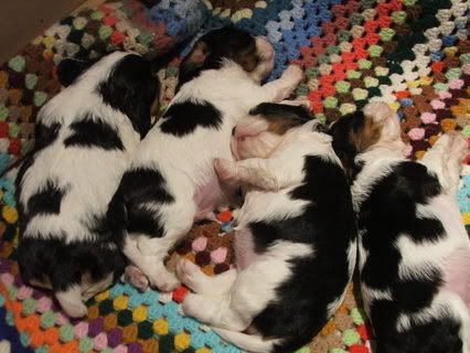 puppies095.jpg
