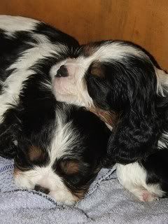 pupssept021.jpg
