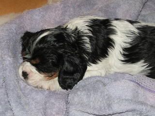 pupssept023.jpg