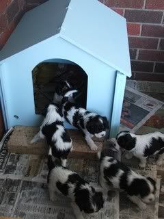 pupssept028.jpg