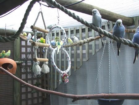 septemberaviary007x.jpg