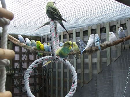 septemberaviary011x.jpg