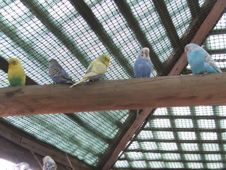 septemberaviary017x.jpg