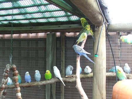 septemberaviary022x.jpg
