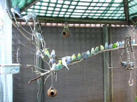 septemberaviary023x.jpg