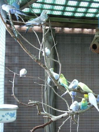 septemberaviary024x.jpg