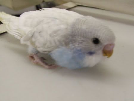 septemberaviary030x.jpg