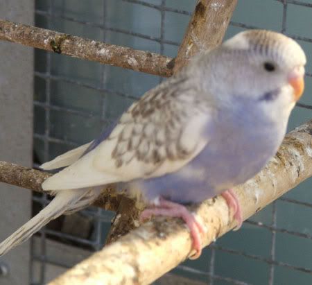 septemberaviary038x.jpg