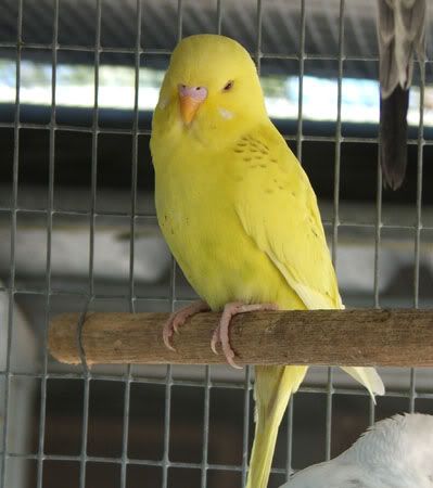 septemberaviary056x.jpg