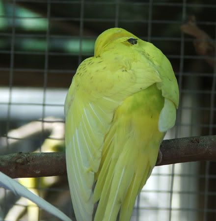 septemberaviary064x.jpg