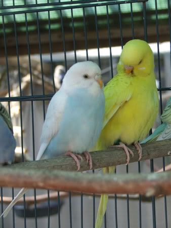 septemberaviary070x.jpg