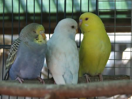 septemberaviary073x.jpg