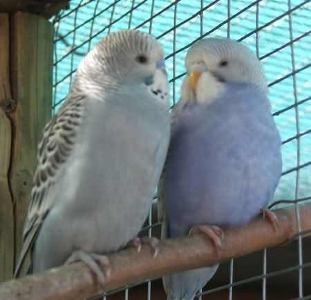septemberaviary074x.jpg