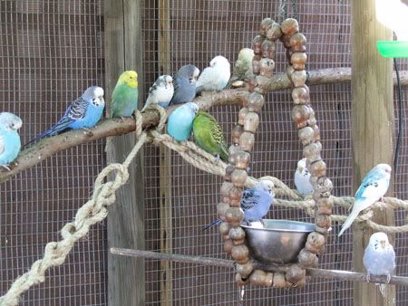 septemberaviary085x.jpg