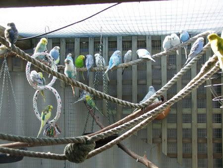 septemberaviary094x.jpg