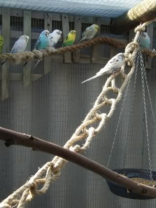 septemberaviary095.jpg