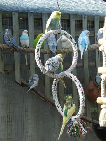 septemberaviary096x.jpg