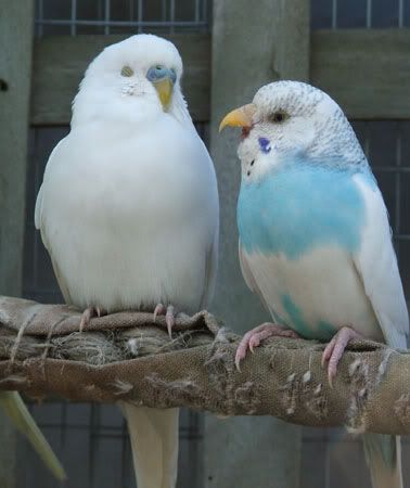 septemberaviary121x.jpg
