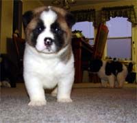 akita Pictures, Images and Photos