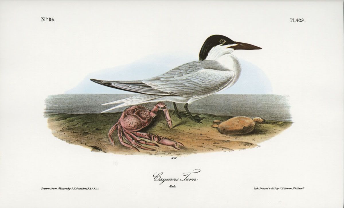 cayenne tern (male): jj audubon fine bird book plate from